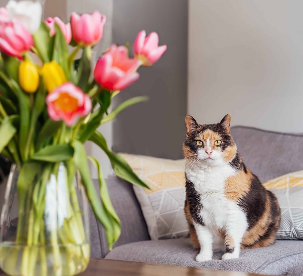 Cat Sitting Middle TN Pet Care